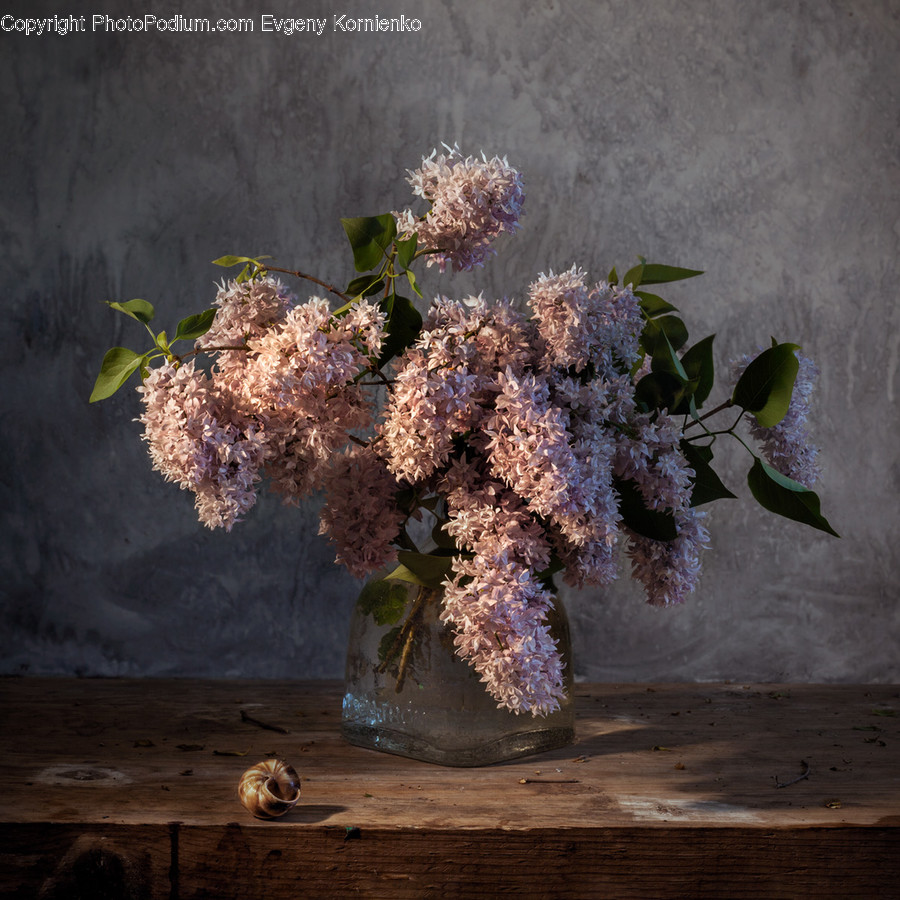 Blossom, Flora, Flower, Lilac, Plant