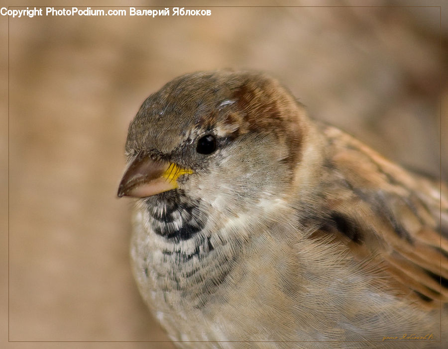 Bird, Sparrow, Beak, Finch