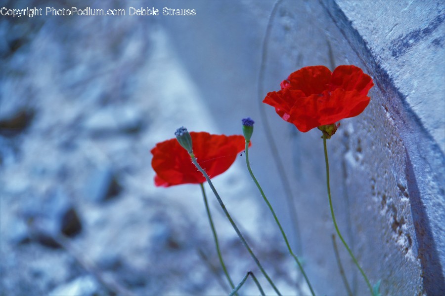 Blossom, Flora, Flower, Plant, Poppy