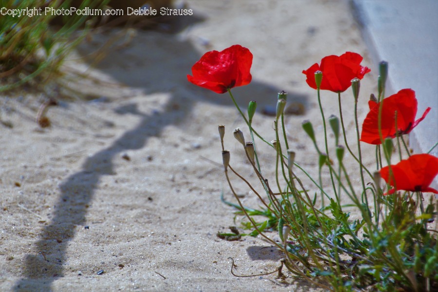 Blossom, Flora, Flower, Plant, Poppy