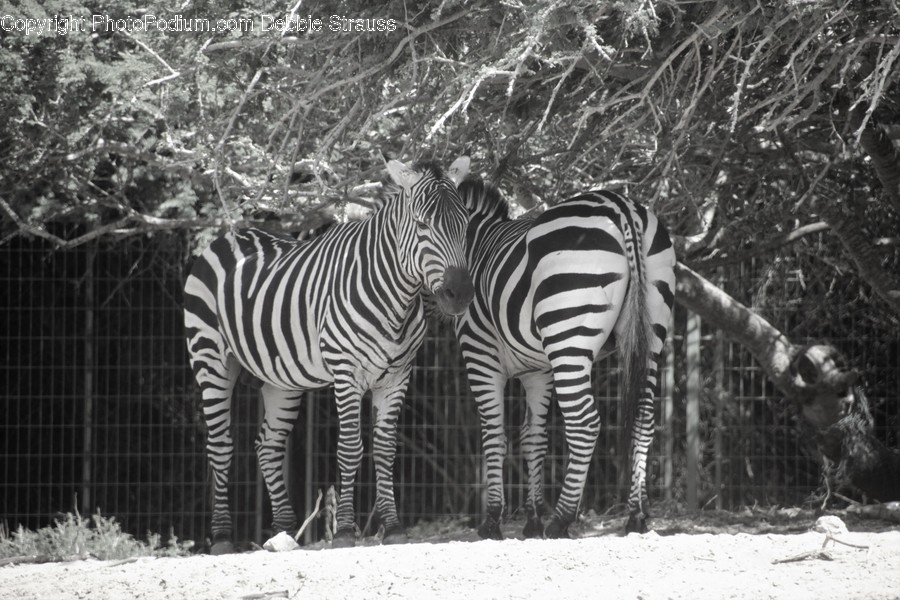 Animal, Mammal, Wildlife, Zebra