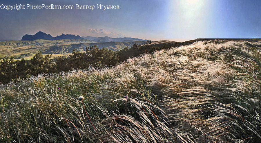 Flora, Grass, Plant, Field, Grassland