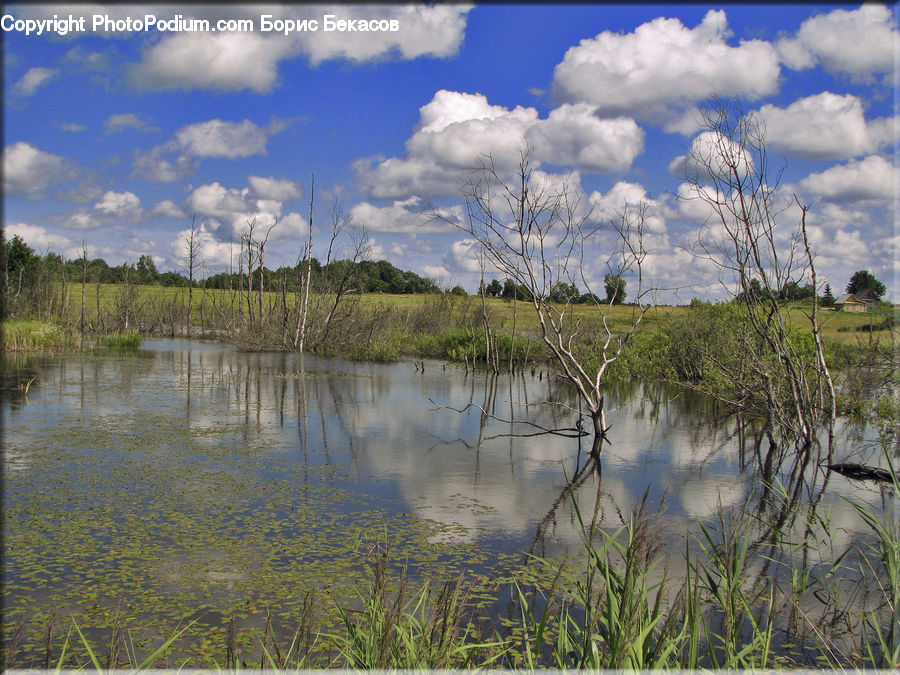 Land, Marsh, Outdoors, Swamp, Water, Pond, Field