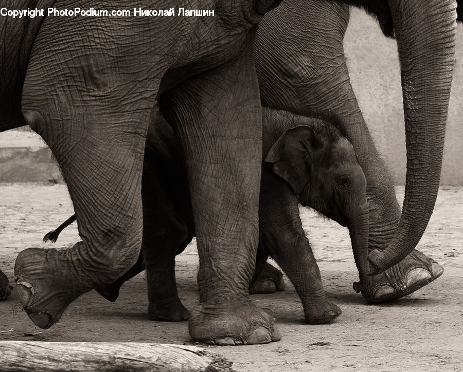 Animal, Elephant, Mammal