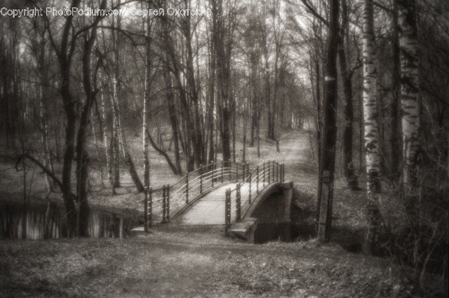 Flora, Forest, Land, Nature, Outdoors