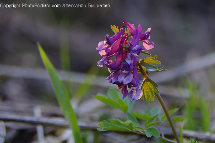 Aquilegia, Blossom, Flora, Flower, Plant