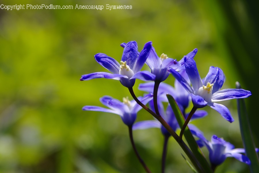 Blossom, Crocus, Flora, Flower, Plant