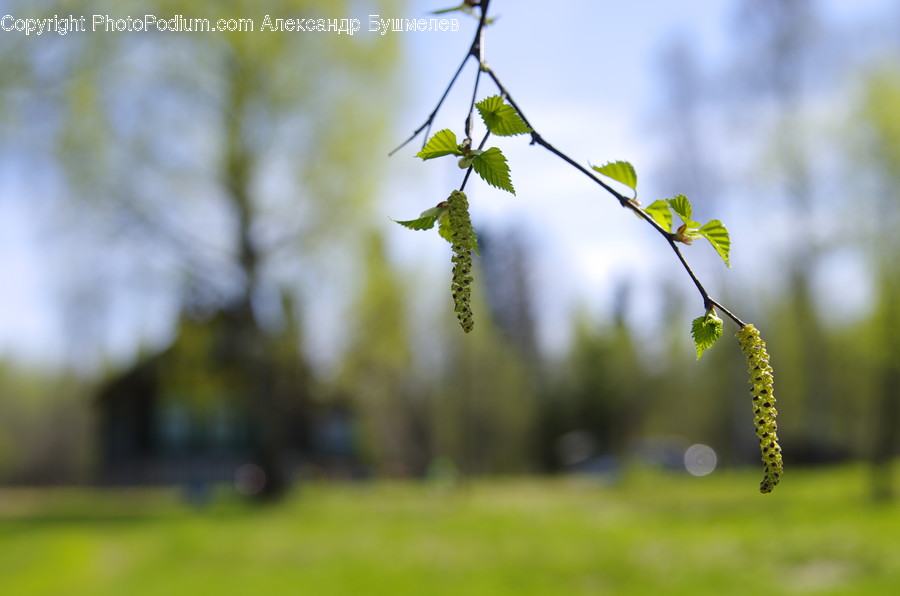 Flora, Plant, Grass, Birch, Tree