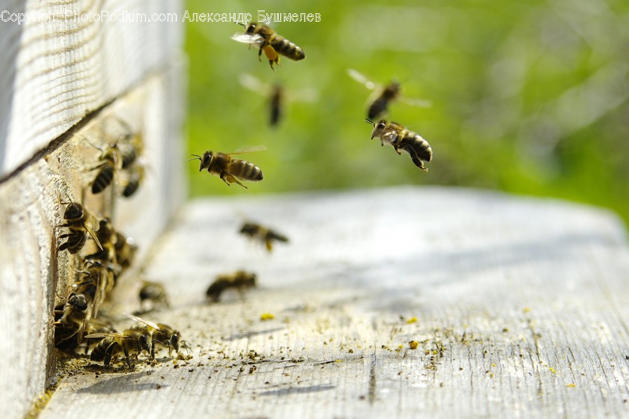 Animal, Apidae, Bee, Honey Bee, Insect