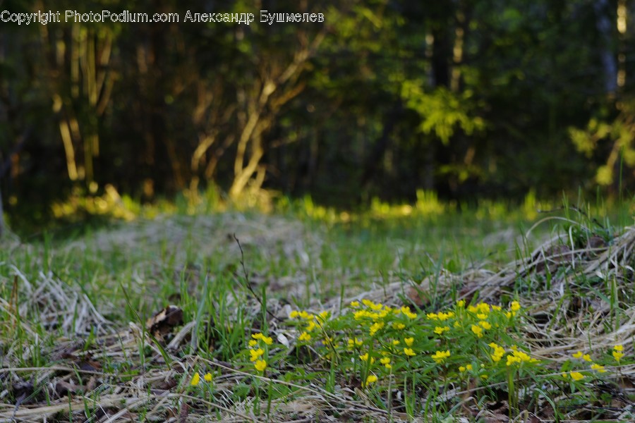 Flora, Grass, Plant, Forest, Land