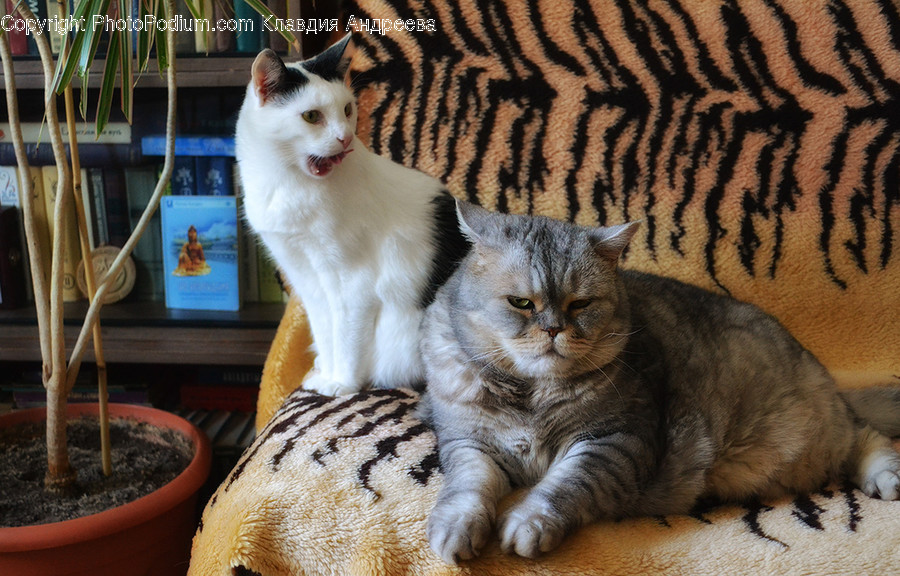 Animal, Cat, Mammal, Pet, Siamese