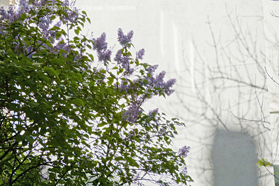 Blossom, Flora, Flower, Lilac, Plant