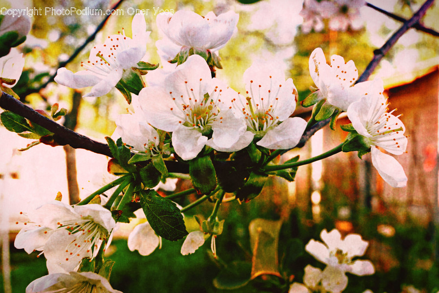 Blossom, Flora, Flower, Plant, Art