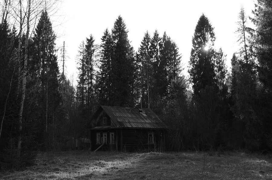 Flora, Forest, Land, Nature, Outdoors
