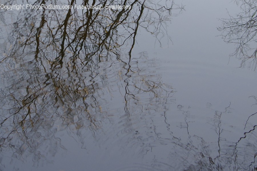 Flora, Plant, Tree, Willow, Fog
