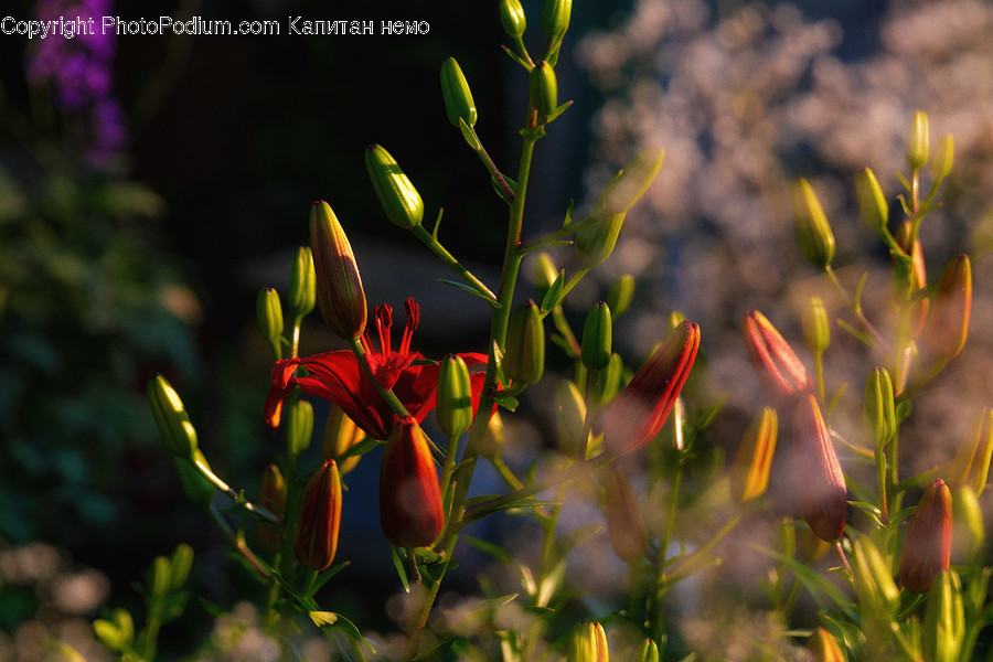 Blossom, Bud, Flora, Flower, Plant