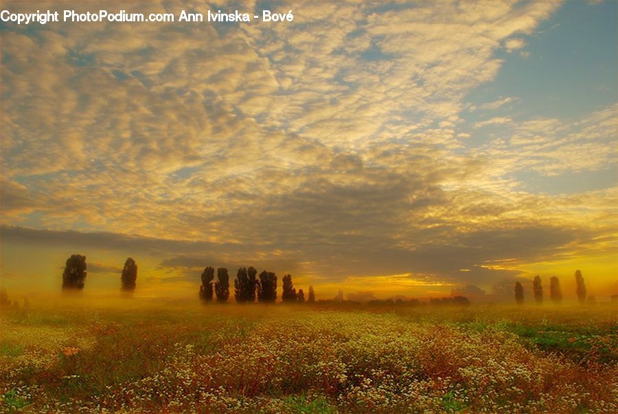 Field, Grass, Grassland, Land, Outdoors, Dawn, Dusk