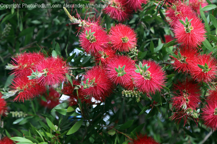 Flora, Plant, Conifer, Tree, Blossom
