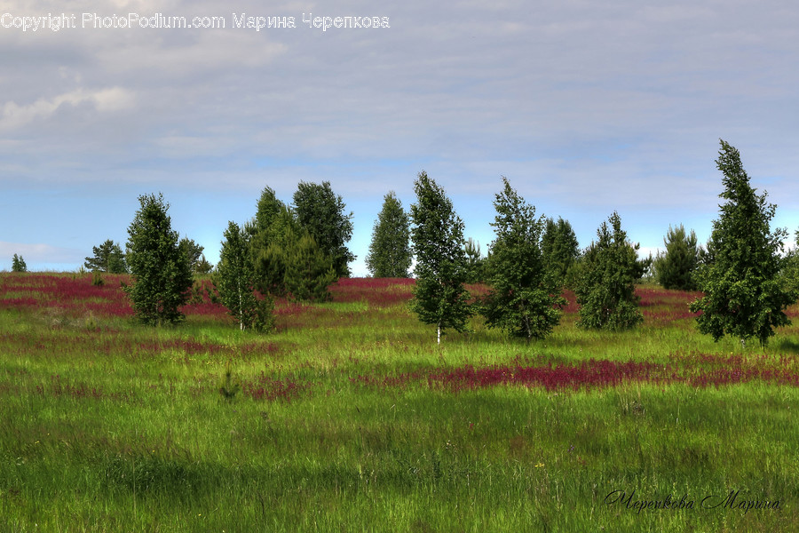 Field, Grassland, Outdoors, Flora, Grass