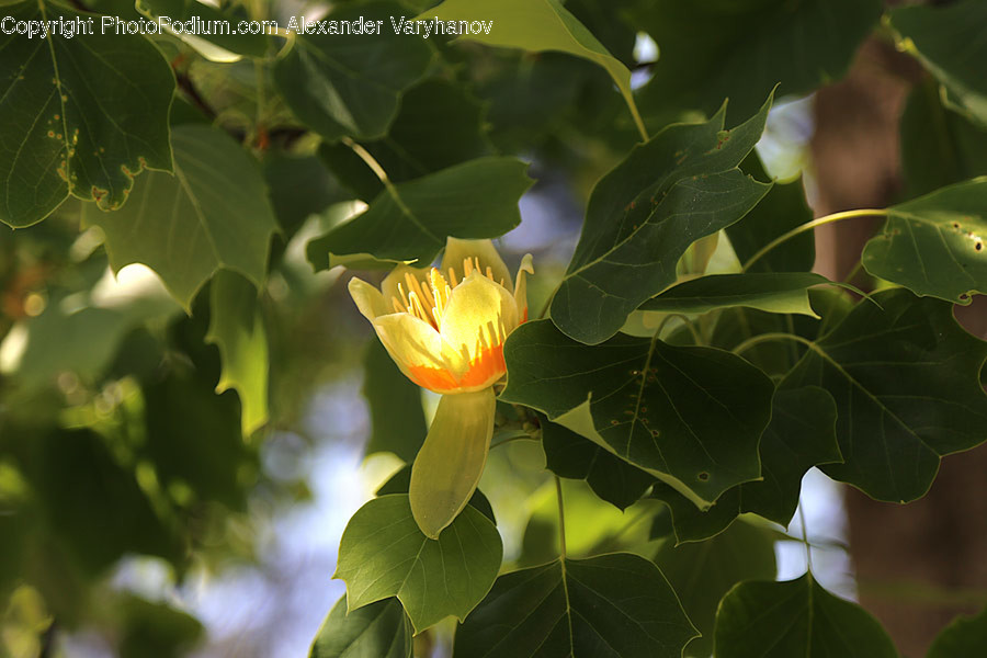 Flora, Leaf, Plant, Oak, Sycamore