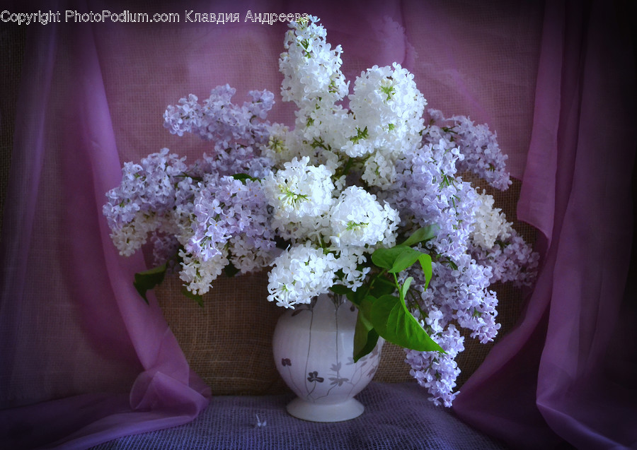 Blossom, Flora, Flower, Lilac, Plant