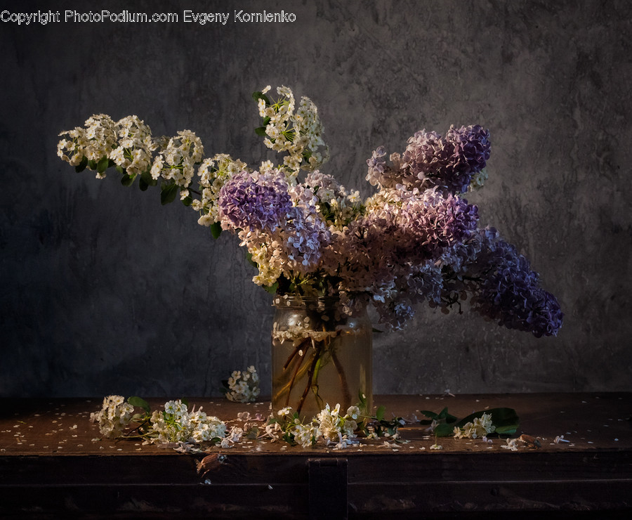 Blossom, Flora, Flower, Lilac, Plant