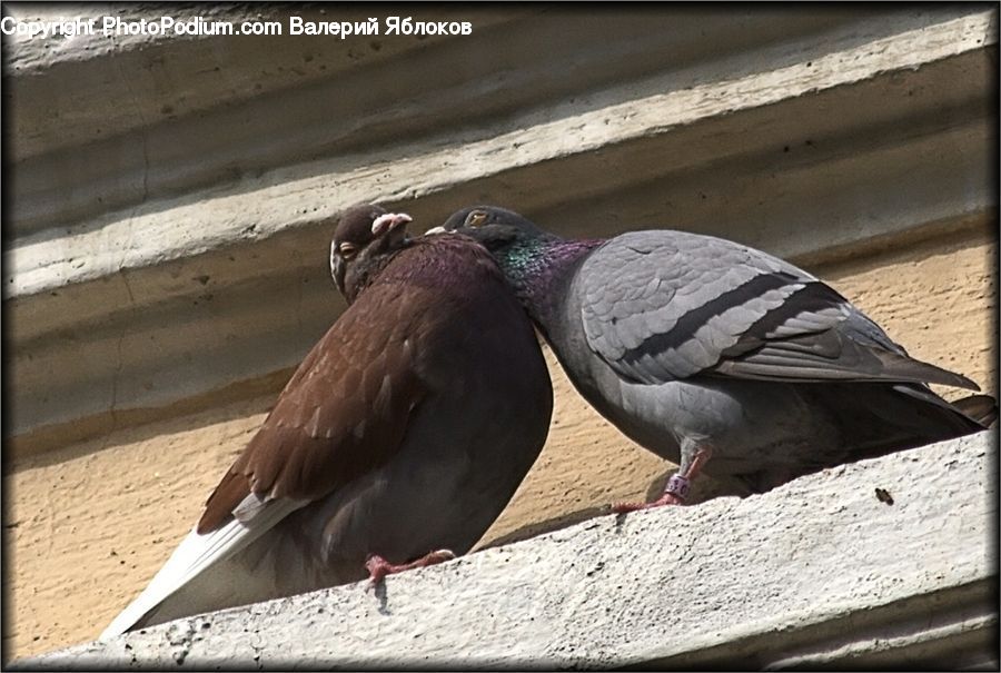 Bird, Pigeon, Dove