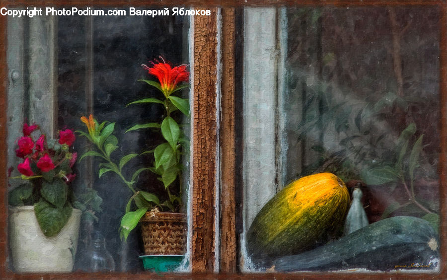 Plant, Potted Plant, Squash, Vegetable, Blossom, Flower, Rose