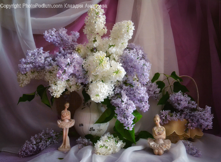 Blossom, Flora, Flower, Lilac, Plant