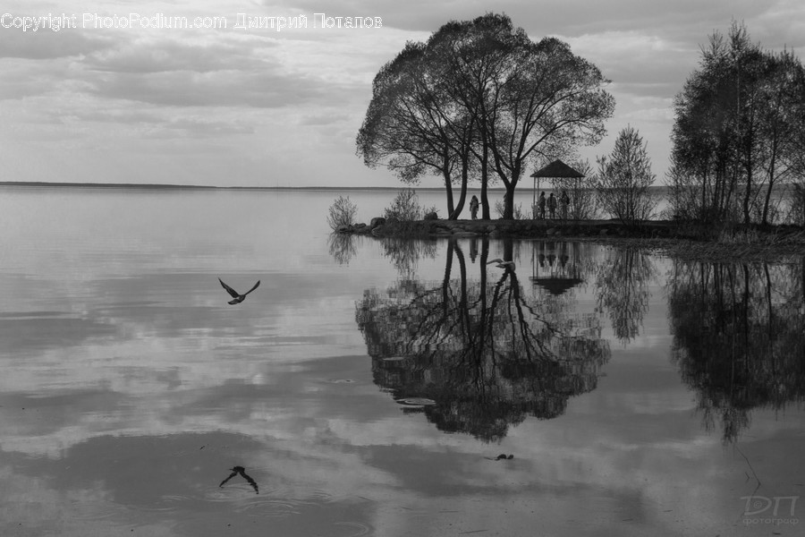 Flora, Plant, Tree, Water, Dock