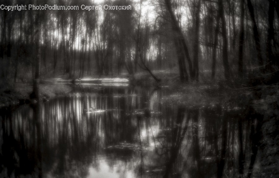 Land, Marsh, Outdoors, Swamp, Water