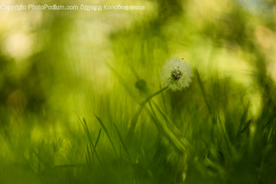 Flora, Grass, Plant, Field, Lawn