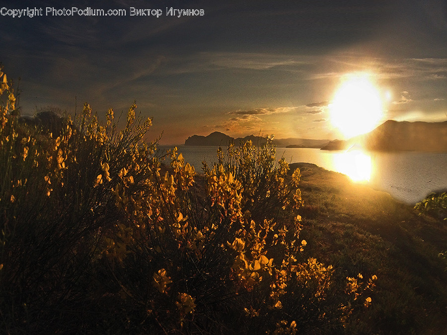 Flare, Light, Flora, Grass, Plant
