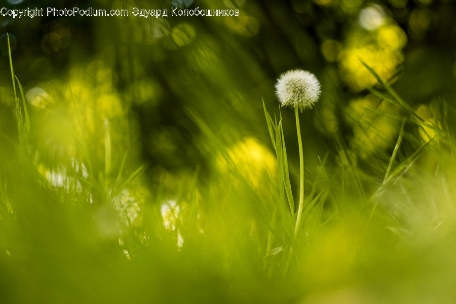 Blossom, Dandelion, Flora, Flower, Plant