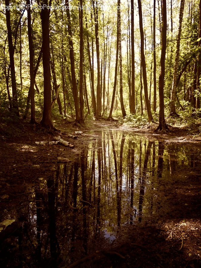 Land, Marsh, Outdoors, Swamp, Water