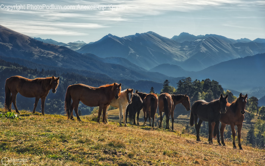 Animal, Horse, Mammal, Countryside, Farm