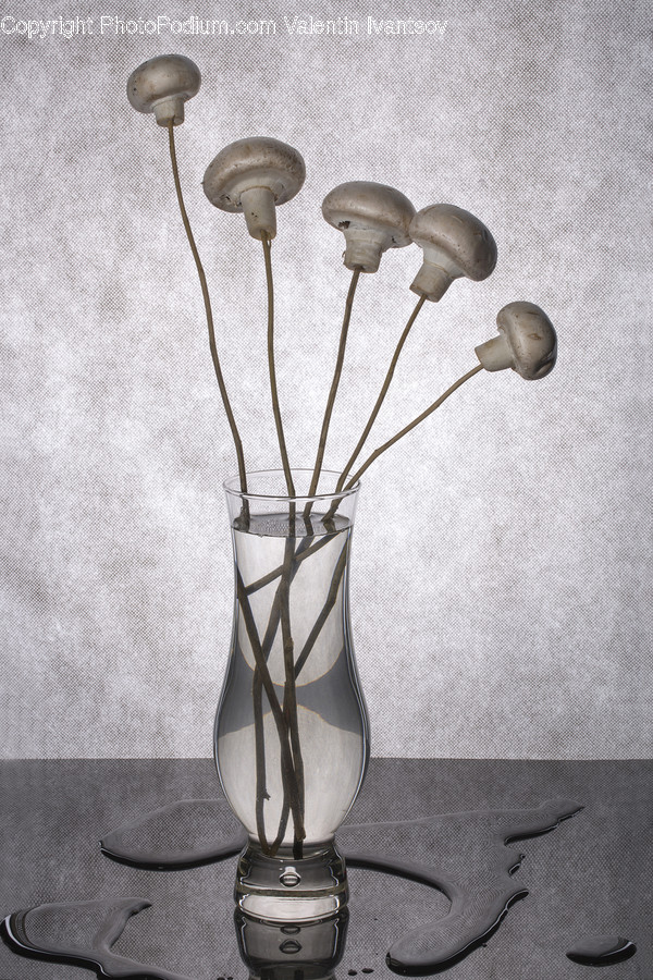 Flora, Fungus, Mushroom, Plant, Bag
