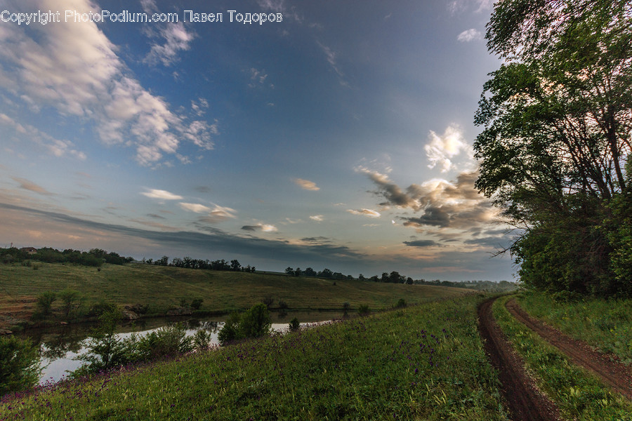 Dirt Road, Gravel, Road, Flora, Plant