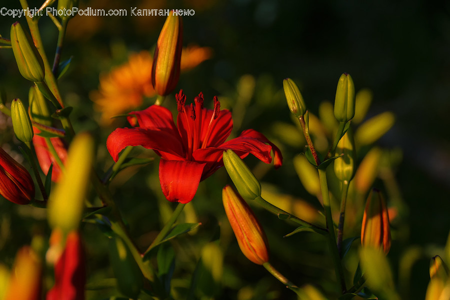 Flora, Plant, Blossom, Flower, Gladiolus