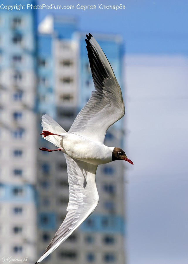 Animal, Bird, Seagull, Ardeidae, Crane Bird