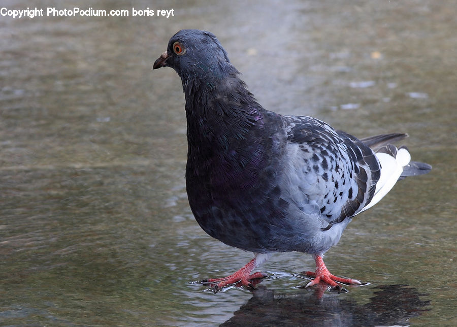 Bird, Pigeon, Dove, Goose, Waterfowl, Black Swan, Swan