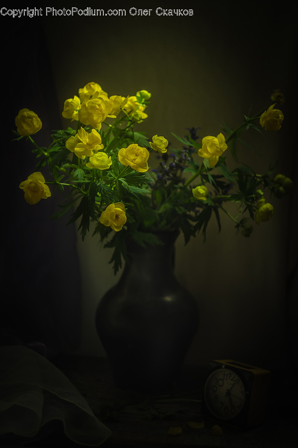 Clock, Flora, Jar, Plant, Potted Plant