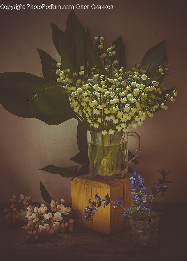 Flora, Jar, Plant, Potted Plant, Pottery