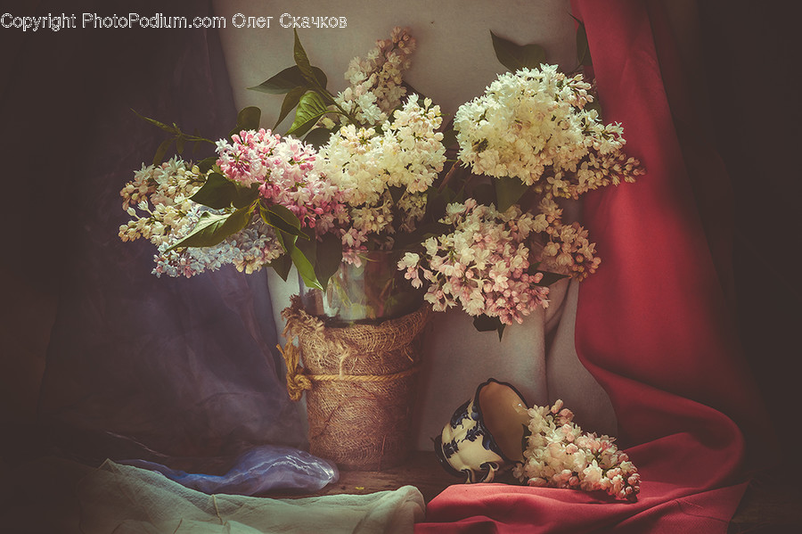 Blossom, Flora, Flower, Plant, Flower Arrangement