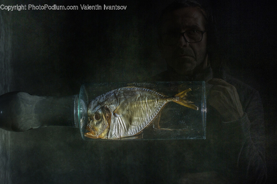 Animal, Carp, Fish, Sea Life, Face