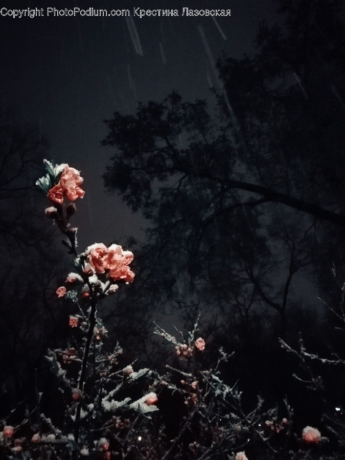 Human, People, Person, Flora, Plant