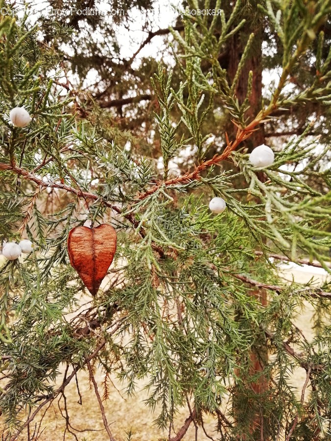 Flora, Food, Fruit, Plant, Pomegranate