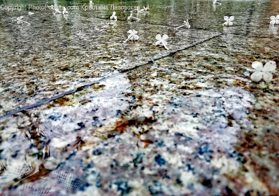 Creek, Outdoors, Stream, Water, Birch
