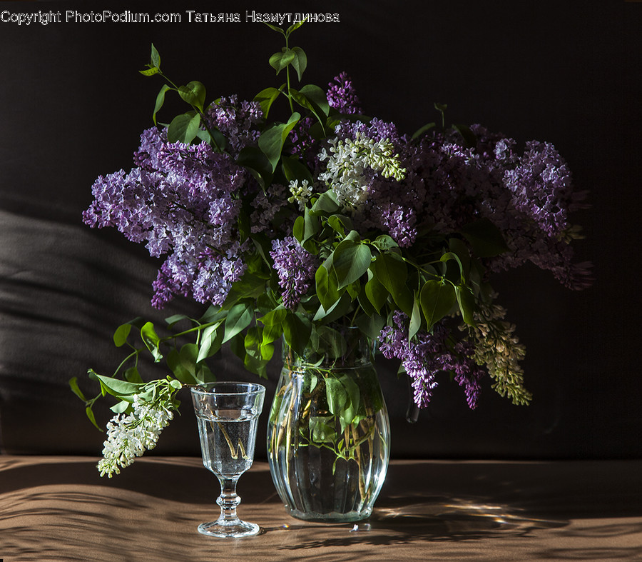 Blossom, Flora, Flower, Lilac, Plant