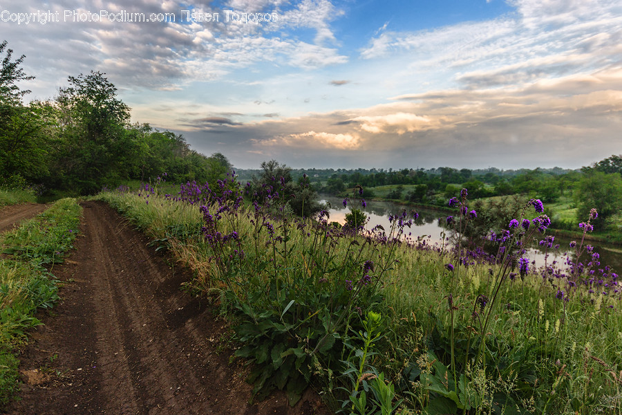 Dirt Road, Gravel, Road, Flora, Lavender